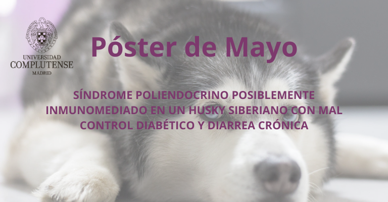 Síndrome Poliendocrino posiblemente inmunomediado en un Husky Siberiano con mal control diabético y diarrea crónica